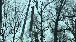 How to remove, cut a tree in residential area