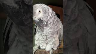 African Gary Parrot Most Popular and Talking Parrot #Shorts #beautifulparrot