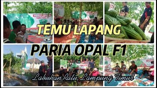 Temu Lapang Paria OPAL F1 #buahlebihberbobot #cappanahmerah #panenmelimpah