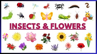 INSECTS AND FLOWERS NAME IN ENGLISH | EDUCATIONAL VIDEO FOR KIDS | ABC KIDZ