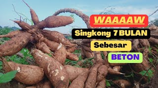 Singkong Kaseca Umur 7 Bulan