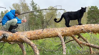 Наблюдаем за коровами и лазим по стогам с пантерой Луной 🐆🍂