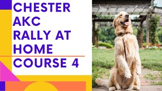 AKC Rally At Home - Chester