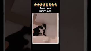 Meu Gato Endiabrado