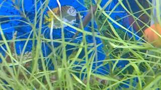 Fish cleaning the leaf blade..#aligatorfish