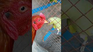 Parrot Murgey Ka Phadda Ho gaya  😱 Aseel Murga Phadda Vlog | Birds Phadda Prank | Mini Vlog Hamad