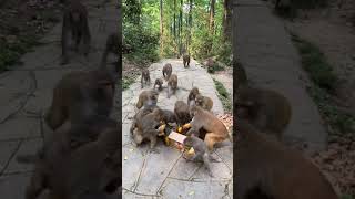 Feeding Cake to the Hungry Monkeys 🐒🐒🐒