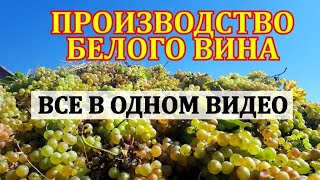 КАК МЫ СДЕЛАЛИ ЛУЧШЕЕ ШАРДОНЕ УКРАИНЫ. ТЕХНОЛОГИЯ СУХОГО ВИНА ПО БЕЛОМУ СПОСОБУ, БЕЗ САХАРА И ВОДЫ