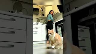 смешно до слез #смех #юмор #trending #тренд #рек #шортс #cat #fun