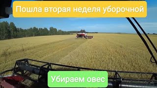 Пошла вторая неделя уборочной. Убираем овес. 9 серия.