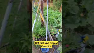 How to get more Zucchini throughout your growing season