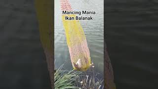 Berburu Ikan Balanak #mancingmania  #ikanbalanak #pantaiselatan #shorts  #cianjurselatan