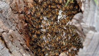 النحل البري داخل شجرة Wild bees in the tree