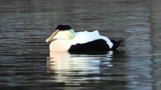 Common Eider