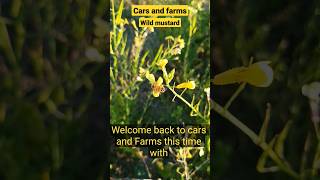 Bee plants (wild mustard) #bee #bees #plants #wildmustard #nativeplant #florida #beekeeper #shorts