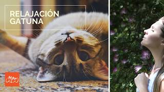 Unwind with Your Fur Baby! 🤩 Cat Lover Music to Help You Relax ✨. Relajación gatuna. Relax para gato