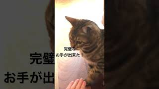 お手をマスター！猫のチャイ