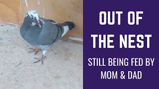 Young racing pigeon out of the nest