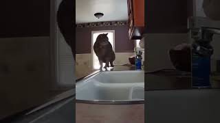 Slow motion Ssscat spray for cat on the counter