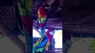 Rosella parrot vlogs very beautiful male golden mental#rosella #parrort #video