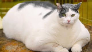 10 Unbelievable FAT Animals