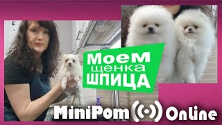 Как я мою щенков шпица. Мои секретики