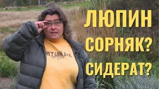 Что такое Люпин: сорняк, агрессор, сидерат или декоративное растение?