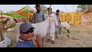 Qurbani ka janwer | Vlog | Sajid Road Life Vlog | SRLV