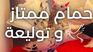 🕊️🕊️ حمام ممتاز للبيع و توليعة فالسماء 🔥 ( الأثمنة في الوصف)