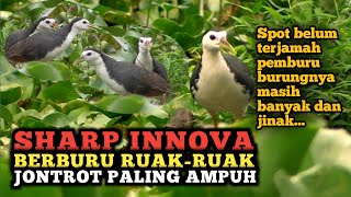 Berburu burung ruak-ruak pake jontrot entok sungguh di luar dugaan,,