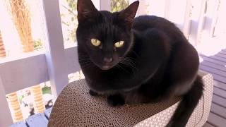 Free 4K Royalty Free Stock Video: Black cat sitting on balcony in sun (2)