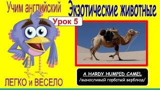 Тема: Выносливый горбатый верблюд. Английский для детей и начинающих. Видеотренажер