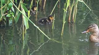 Duckings at Fleet Pond