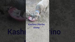 Kashmir Merino sheep