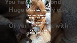 You've been Hugo'd #dog #goldenretriever #viral #yourdog #funny #puppy