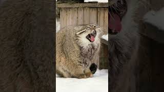 Zelenogorsk the Pallas's cat warms his paws on his tail