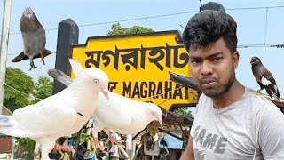 Cheapest pigeon market near kolkata| Magrahat pigeon market new video #pigeonmarket #giribaz #madras