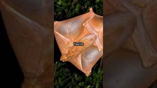 Meet the Caluga: Nature's Hidden Acrobat! | #facts #animalfacts #ytshorts