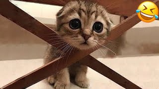 11 Minutes of Adorable kitten and cats videos that makes you smile 🥰😂