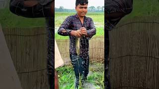 বিলে বানা বের পুরনো শোল মাছ ধরা পরেছে। #viralshorts #shorts #fishingtechniques