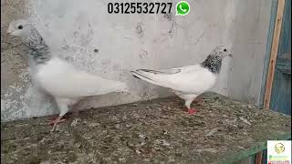 Sialkoti Lal Motion Walay Kabootar | Aqeel Pigeon Master |