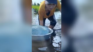 女孩在河裡捉魚Young girl catching fish in the river#girl #fish #fishing