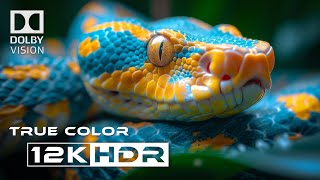 Best of Dolby Vision 12k HDR