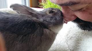 Slow motion bunny kisses !