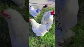 Birds shorts | Beautiful Chicken | Hen Bird#shorts #shortvideo #chicken