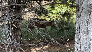 Mule Deer Resting in My Backyard Boise (4/4) 2Aug2023