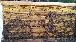 SISTEMA NICOT , como hacer un traslarve a travez  de  este metodo#abejas #apicultura