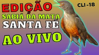 CANTO da Sabiá Da Mata: Santa Fé Com Chamados, Veja na Integra Ouça o Lindo Canto!