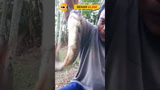 MANCING LELE LIAR MONSTER  #catchingfish #fishing #uniquefishing #senarulam #bigfish #mancingliar