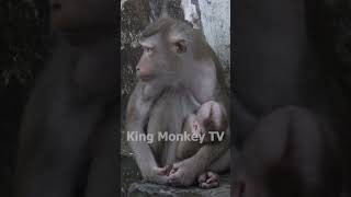 Monkey funny videos #1363 #babymonkey #shortvideo #short #viral #monkey #reels2023